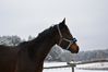 2015_02_06_kulig152.JPG