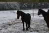 2015_02_06_kulig156.JPG