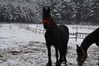 2015_02_06_kulig159.JPG