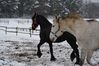 2015_02_06_kulig161.JPG
