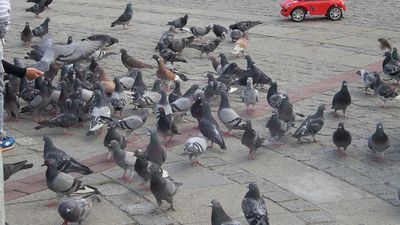 Kliknij aby obejrzeć w pełnym rozmiarze